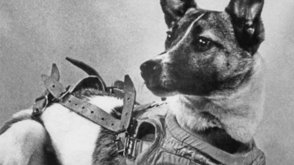 Cachorra Laika