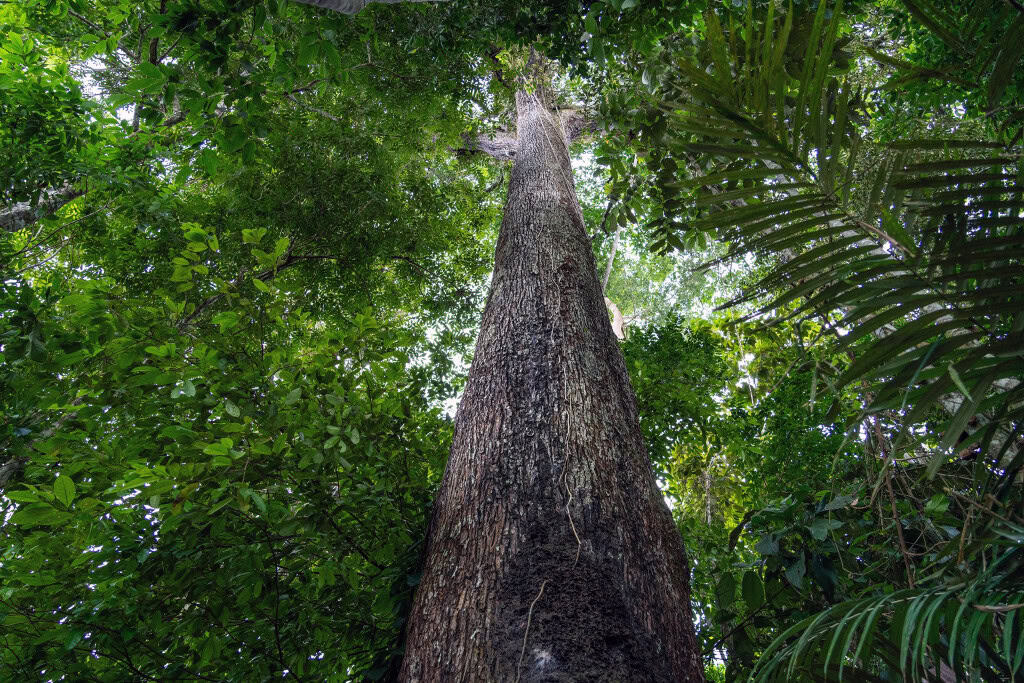 Árvore castanheira fotografada de baixo para cima