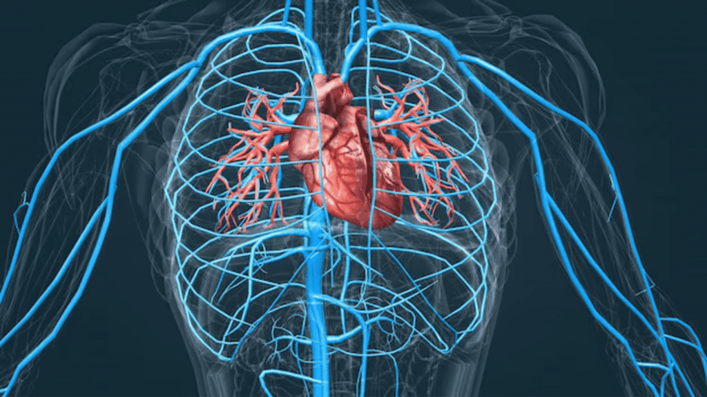 imagem mostra uma ilustração digital que detalha o coração dentro do corpo humano e as veias e artérias