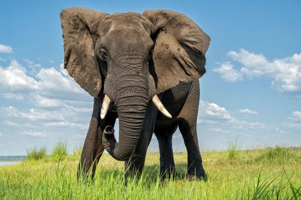 Elefante africano em busca de comida e água no rio Chobe entre Botsuana e Namíbia na estação verde