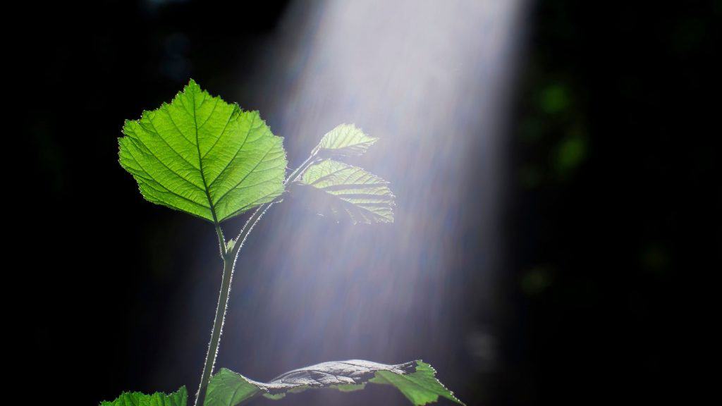 Broto verde de um galho jovem de avelã iluminado pelo sol, com espectro de luz visível. Conceito de fotossíntese vegetal