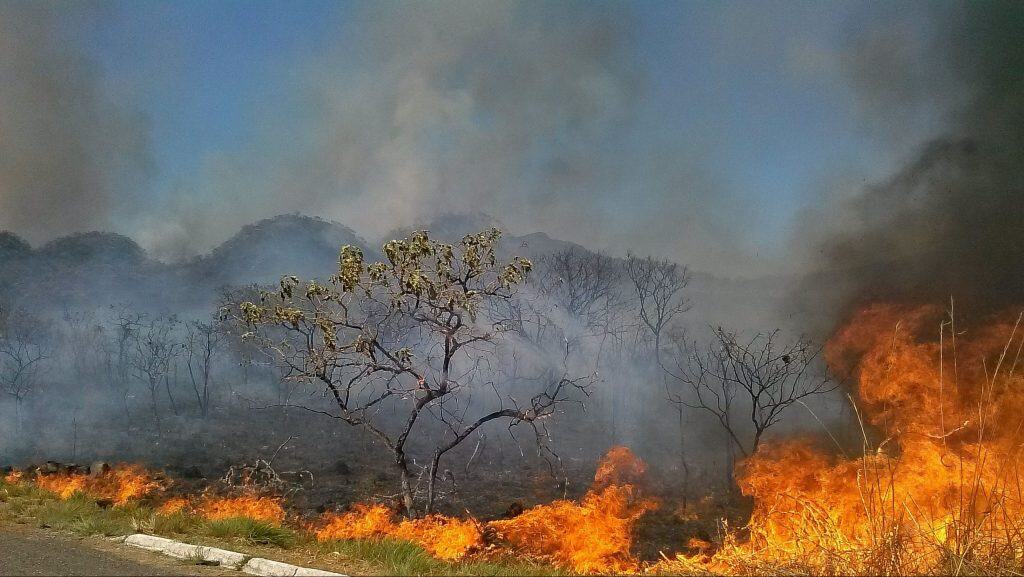 Imagem mostra uma vegetação do Cerrado passando por queimadas